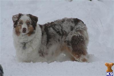 Dogs for Sale in CO